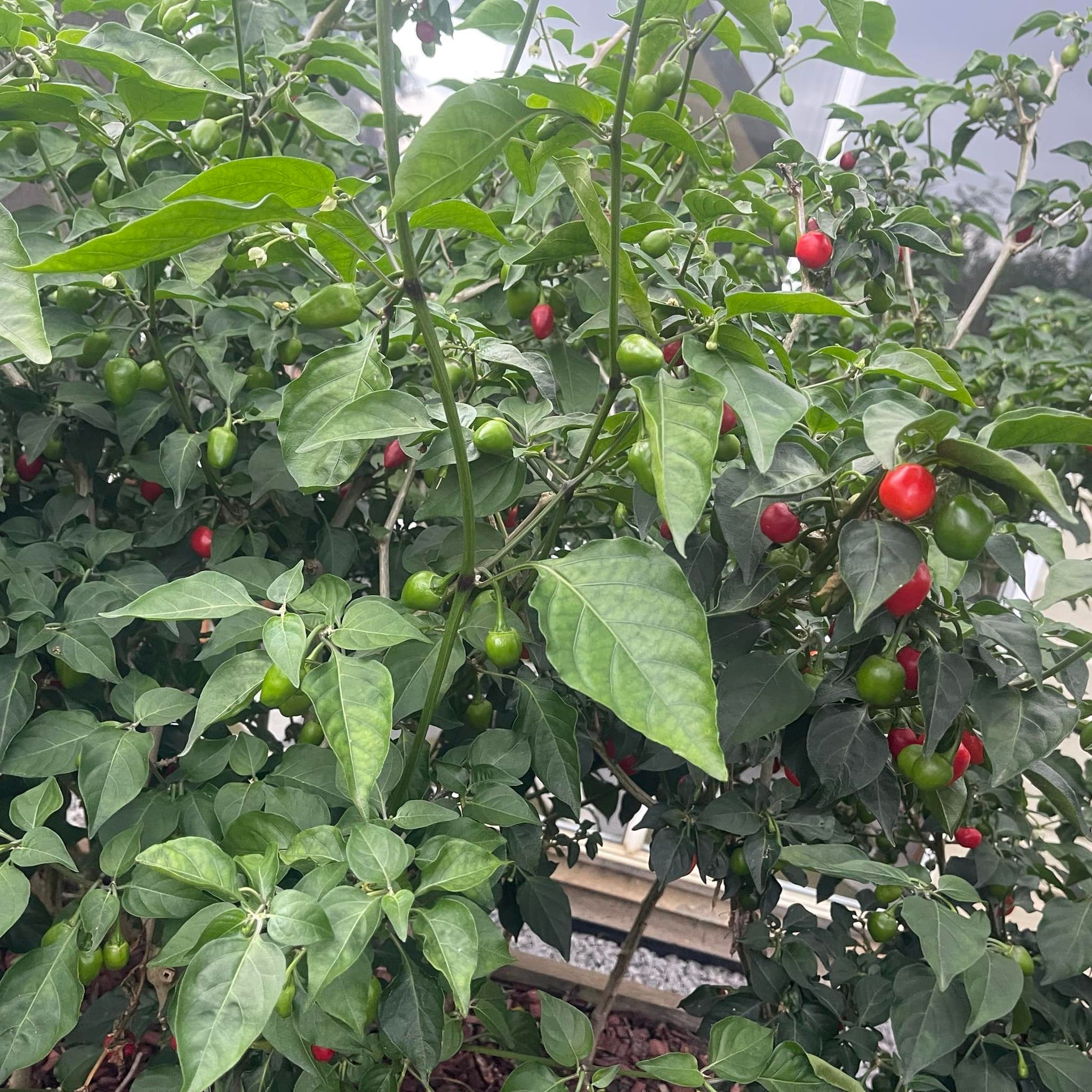 Chili and garden plants growing at Norbu Homestay